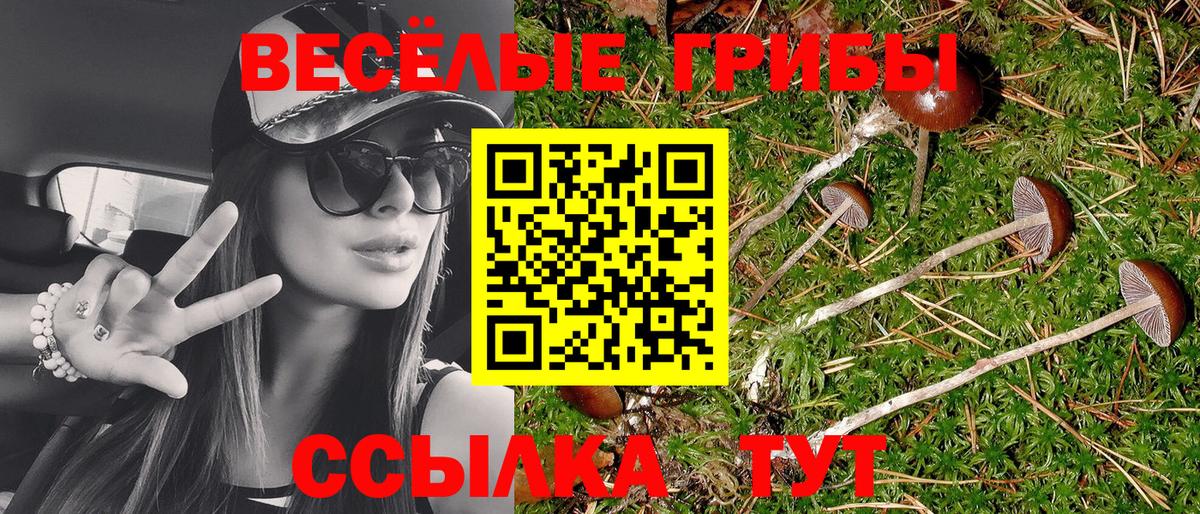 Псилоцибиновые грибы Psilocybe Черняховск