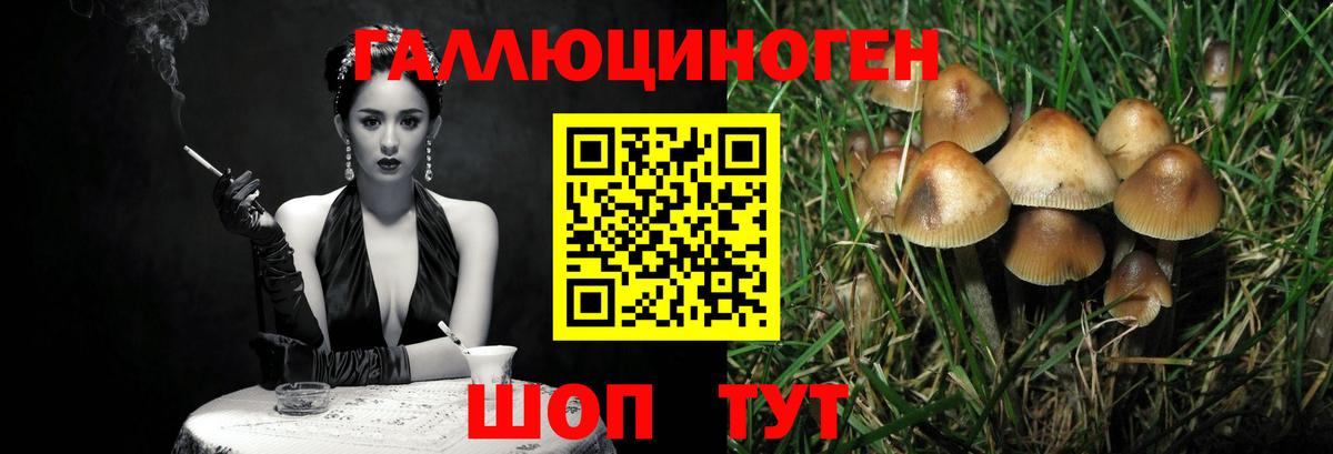 закладки  Вход с VPN  Черняховск  Псилоцибиновые грибы Magic Shrooms  Галлюциногенные грибы Psilocybine cubensis 